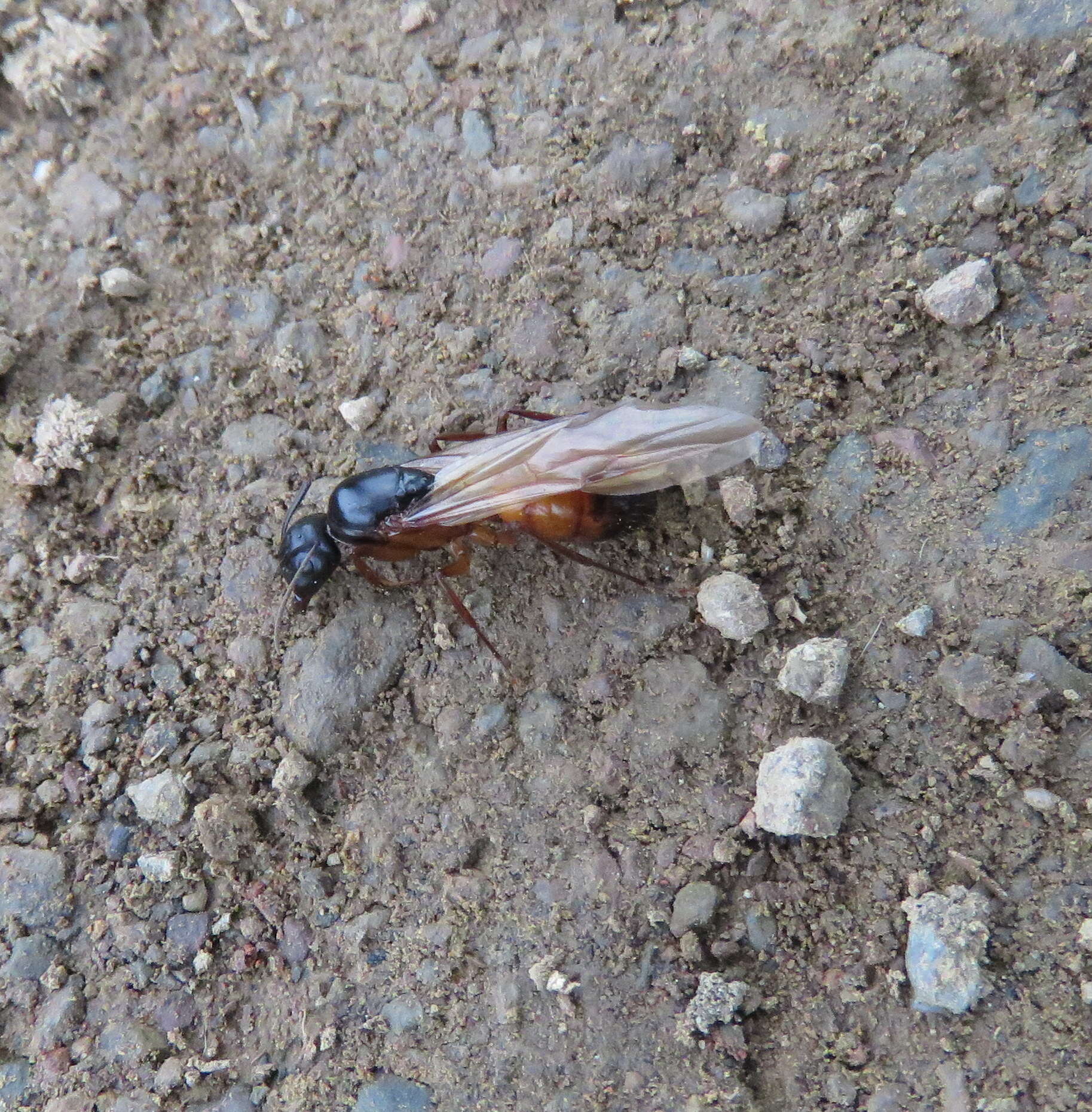 Image of Camponotus semitestaceus Snelling 1970