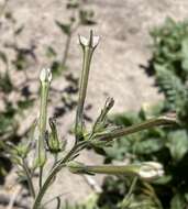 Image of manyflower tobacco