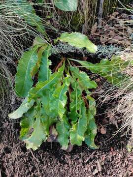 Image of Eryngium duriaei Gay ex Boiss.