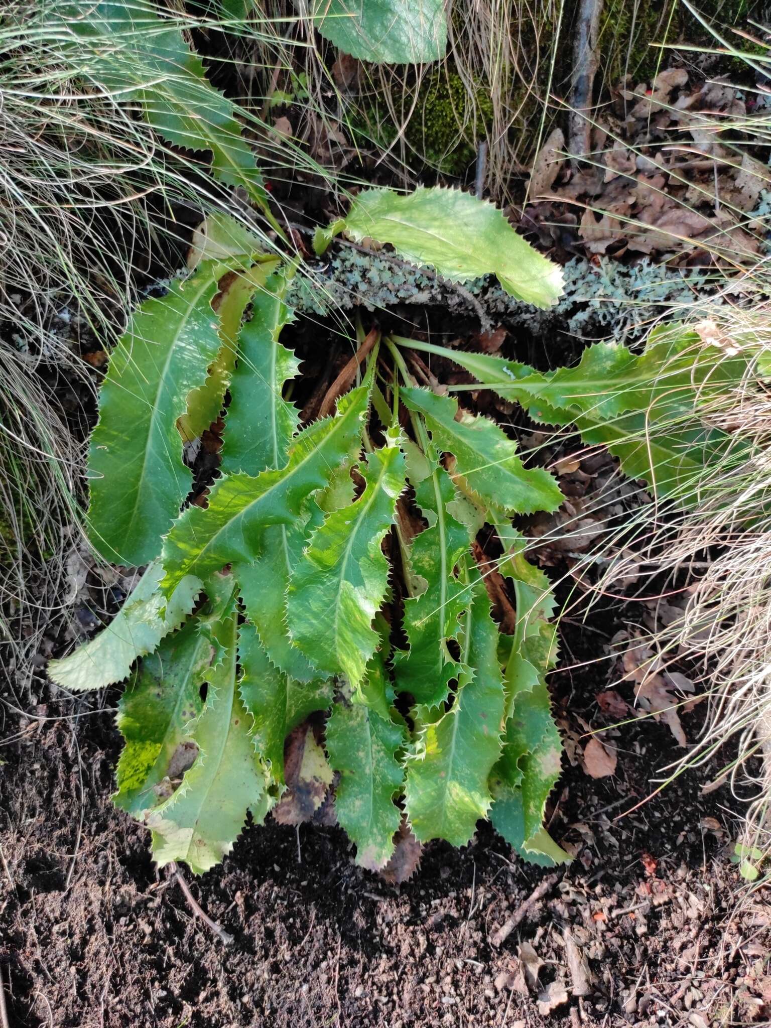 Imagem de Eryngium duriaei Gay ex Boiss.