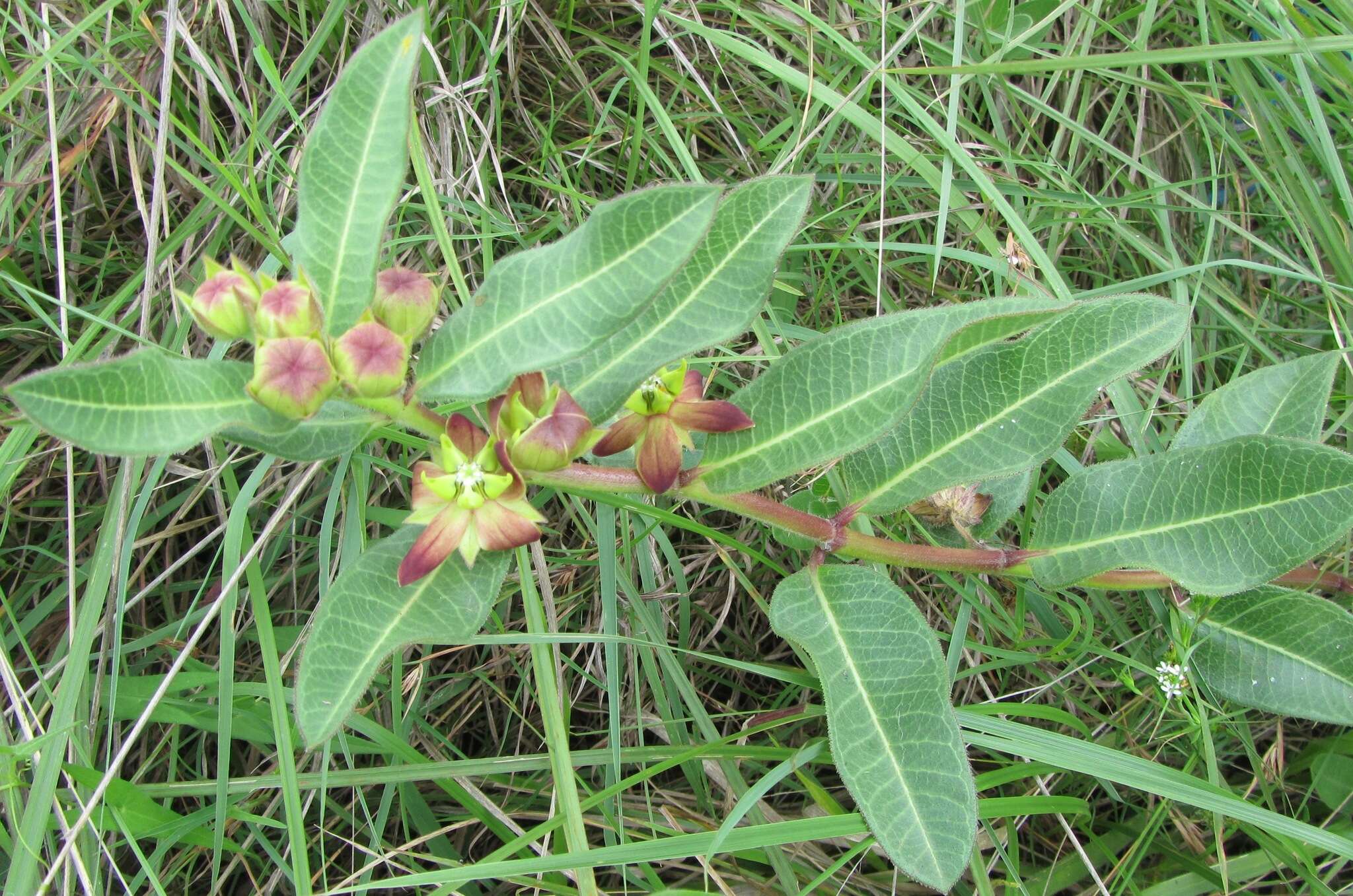 Image of Pachycarpus concolor E. Mey.