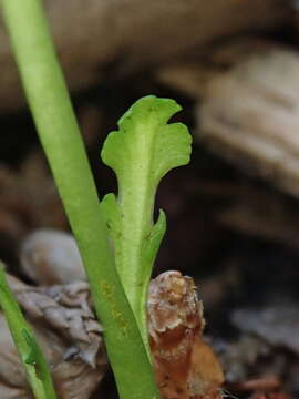 Imagem de Botrychium montanum Wagner