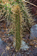 Corryocactus erectus (Backeb.) F. Ritter resmi