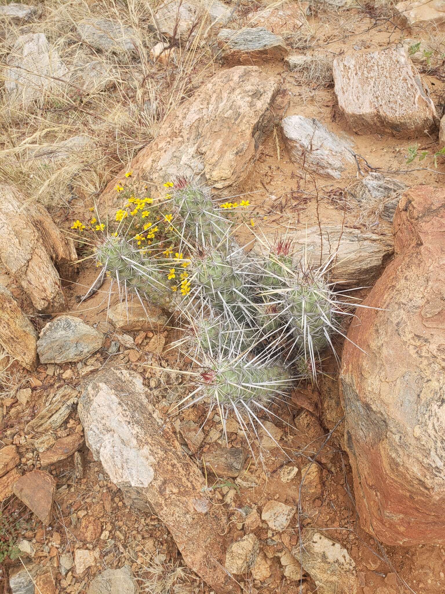 Image of Echinocereus brandegeei (J. M. Coult.) K. Schum.