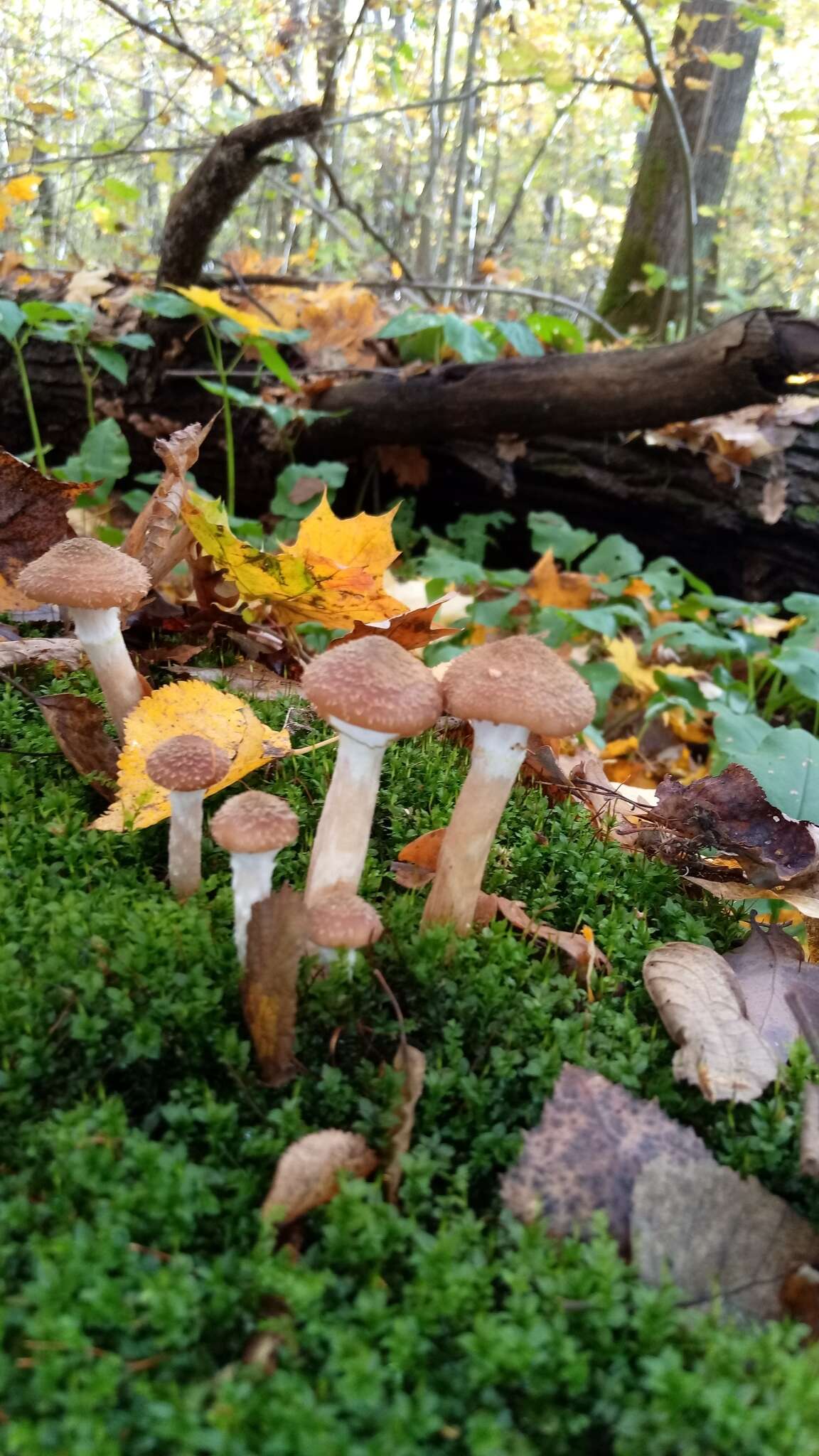 Image of Armillaria cepistipes Velen. 1920