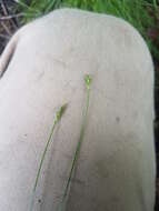 Image of Bristly-stalked sedge