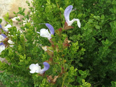 Salvia chamelaeagnea Berg. resmi