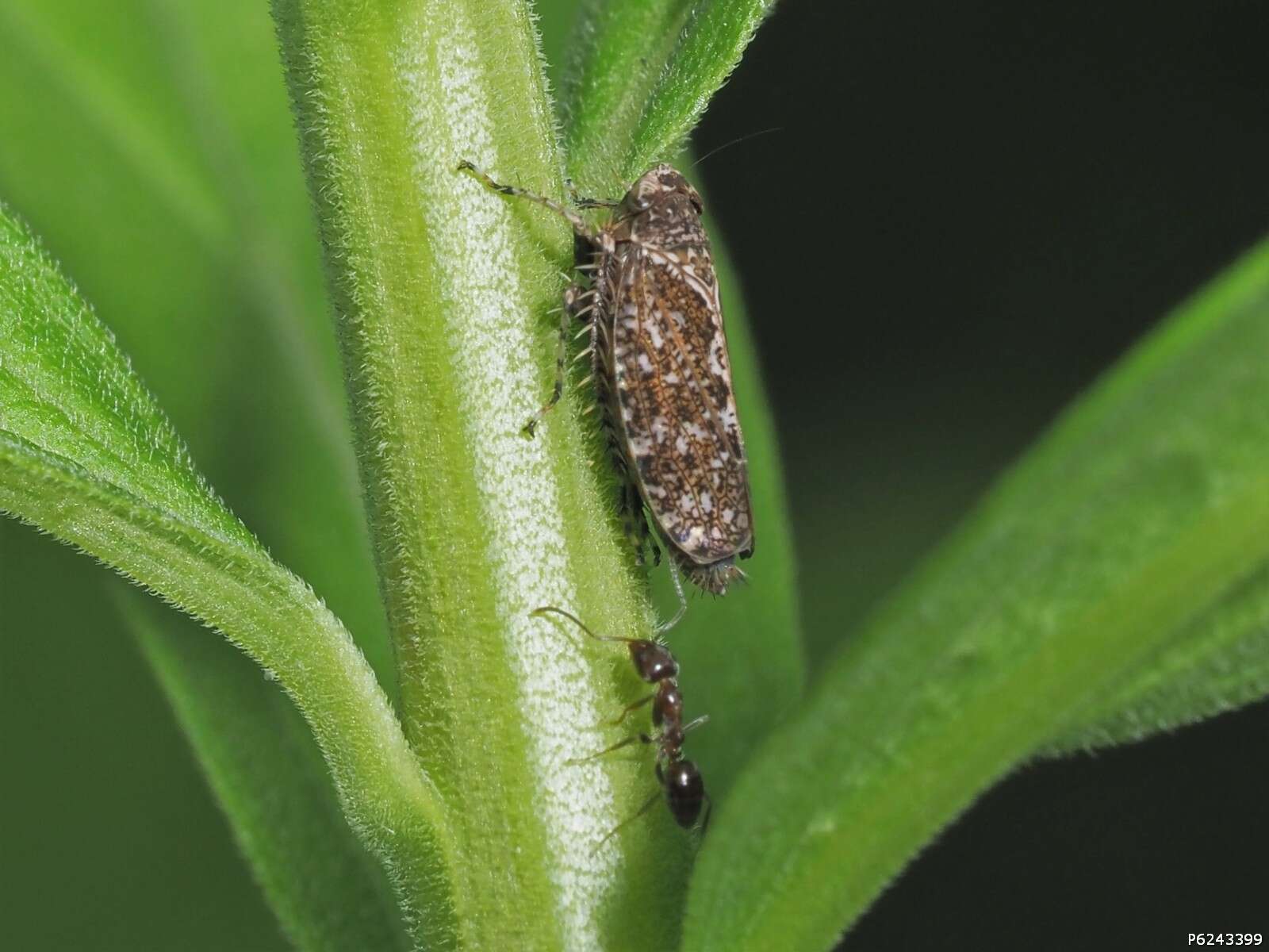 Sivun Texananus (Texananus) decorus Osborn & Ball 1897 kuva