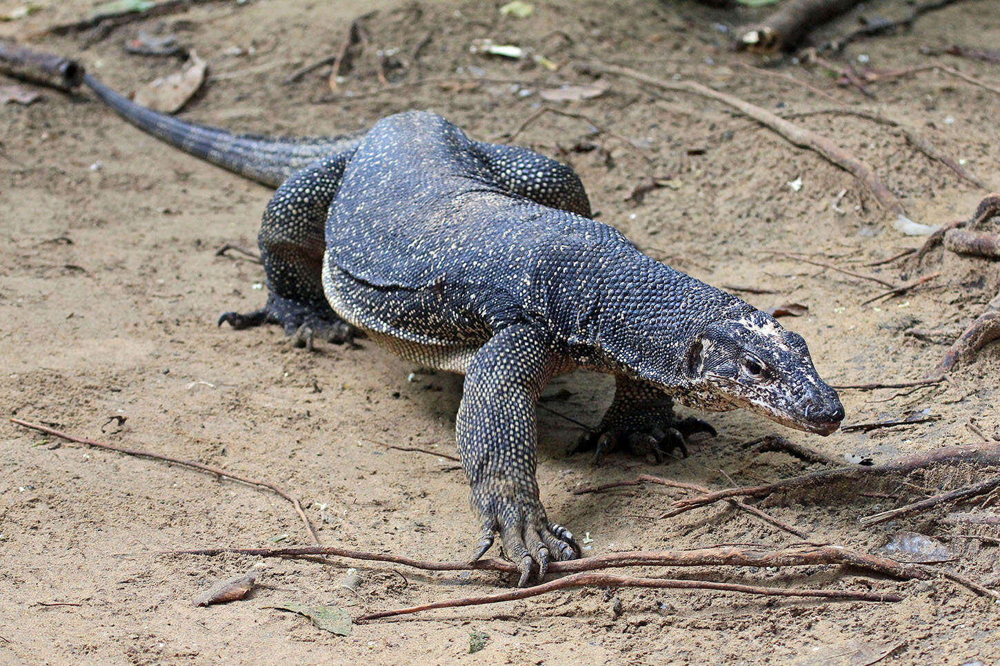 Image of Varanus palawanensis Koch, Gaulke & Böhme 2010