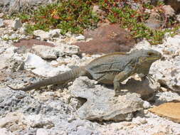 Image of Cyclura rileyi rileyi Stejneger 1903