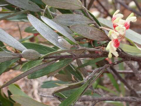 Image of Grevillea aspera R. Br.