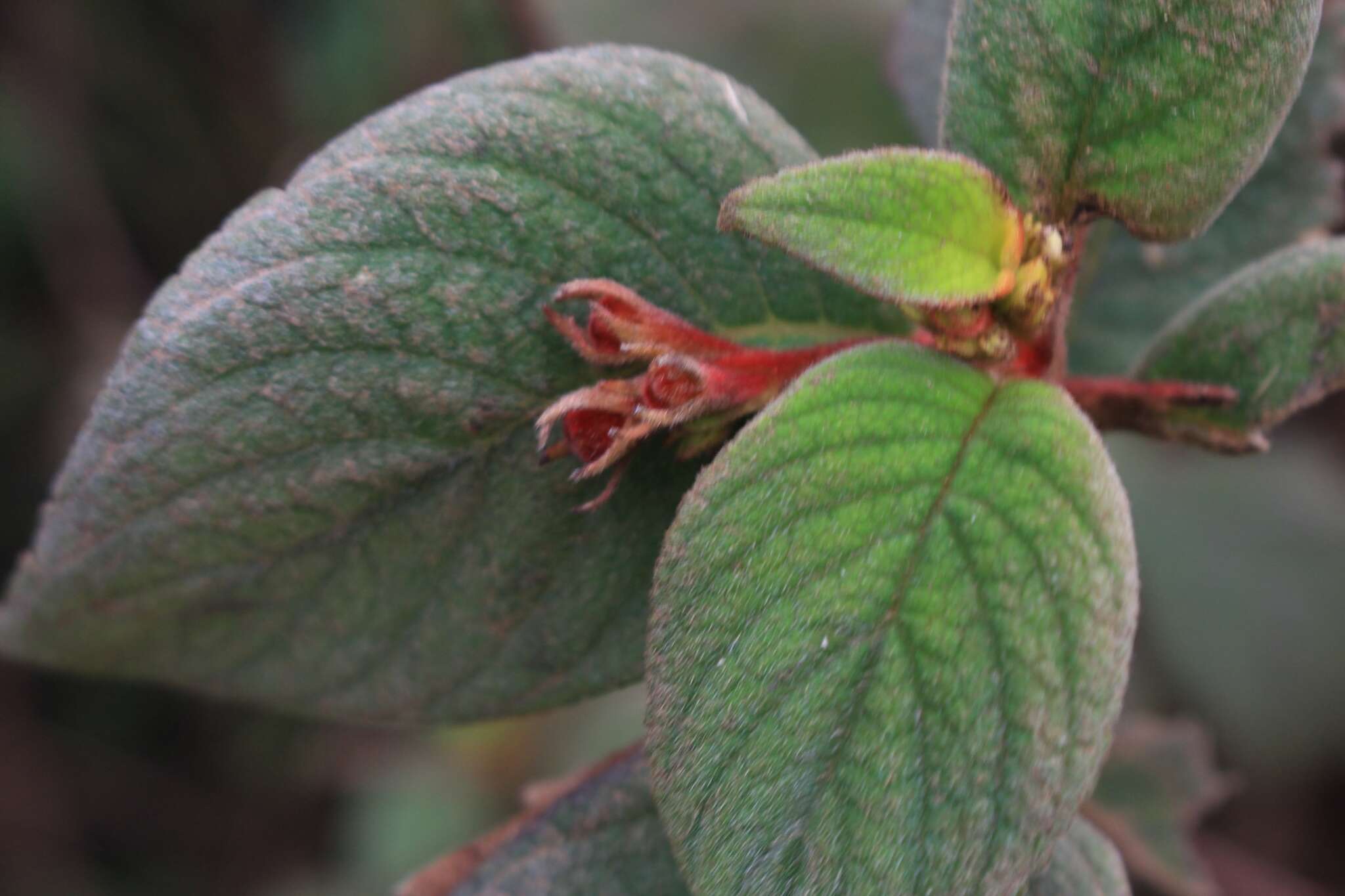 Image of Moussonia strigosa (C. V. Morton) Wiehler