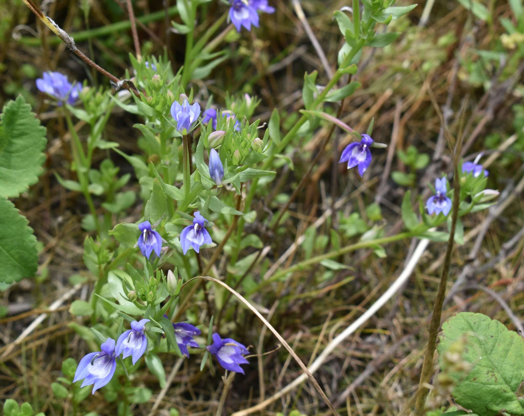 Image of elegant calicoflower