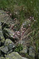 Image of Saxifraga kolenatiana Regel