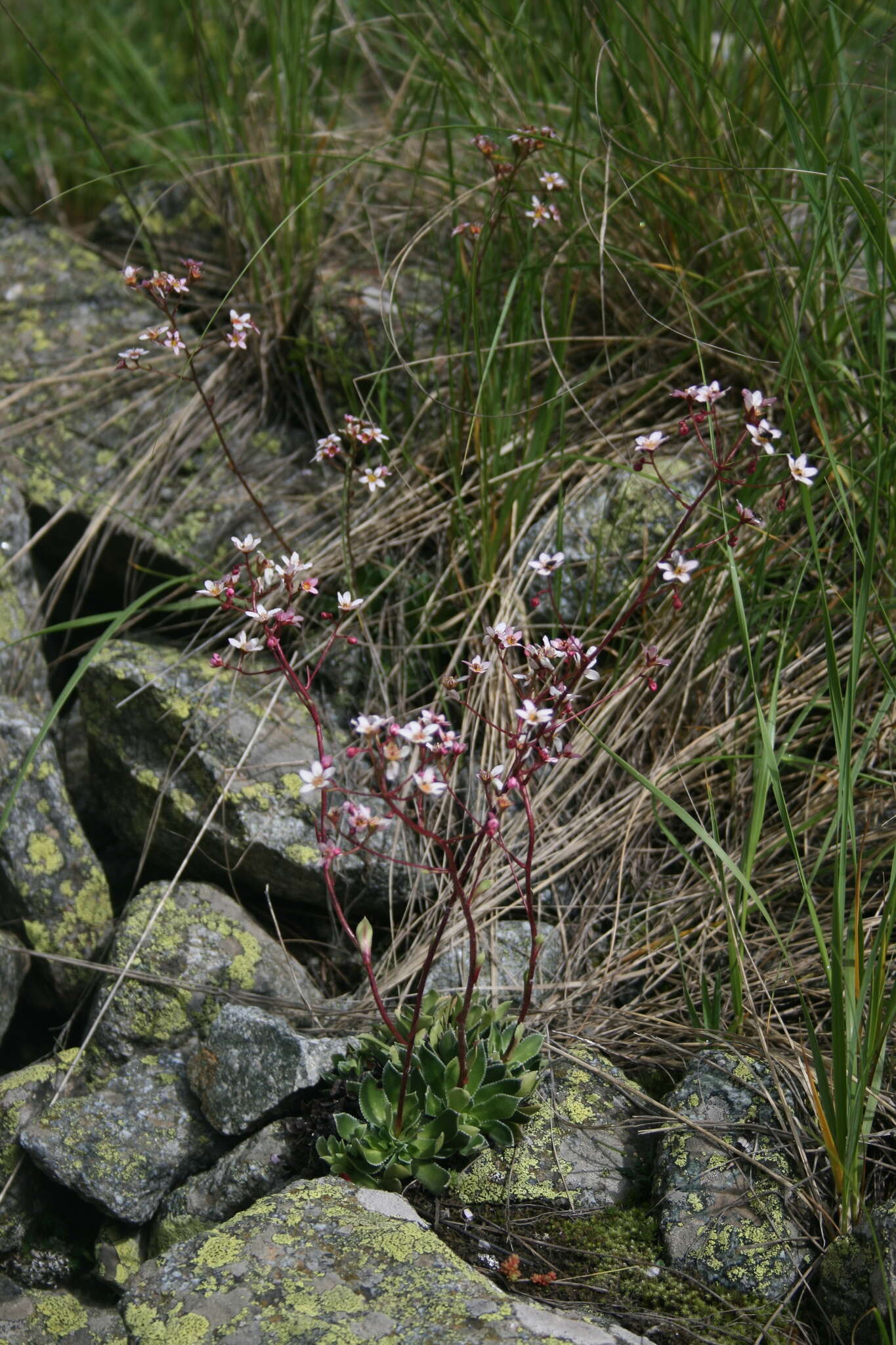 Image of Saxifraga kolenatiana Regel