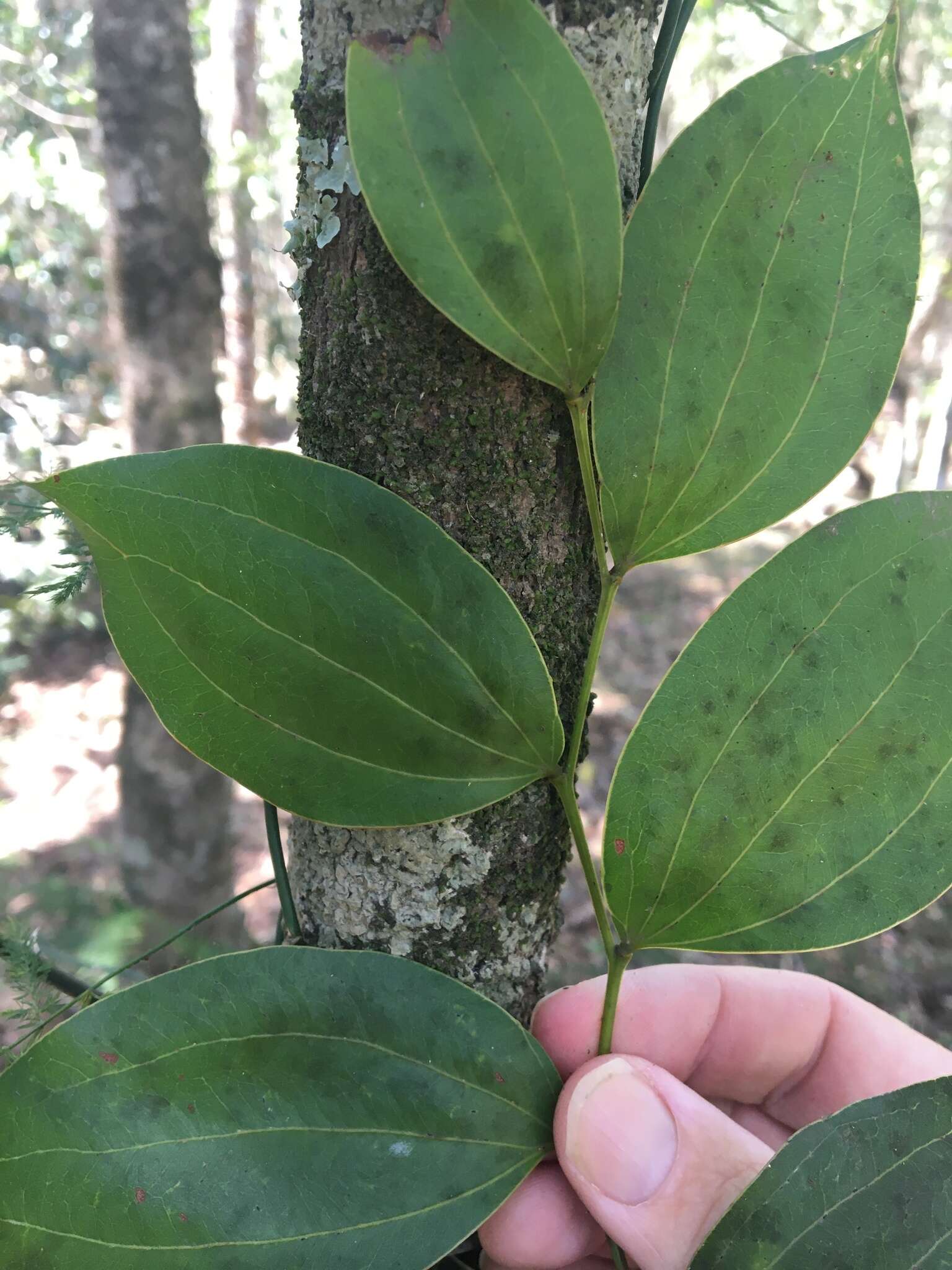 Image of Acacia bakeri Maiden