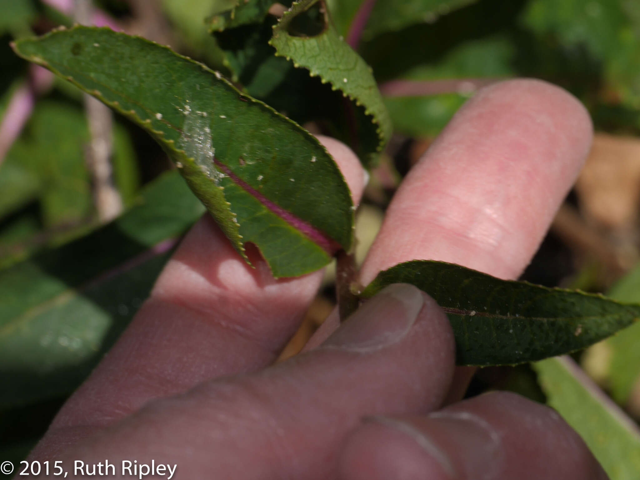 Image de Dendrophorbium usgorense (Cuatrec.) C. Jeffrey