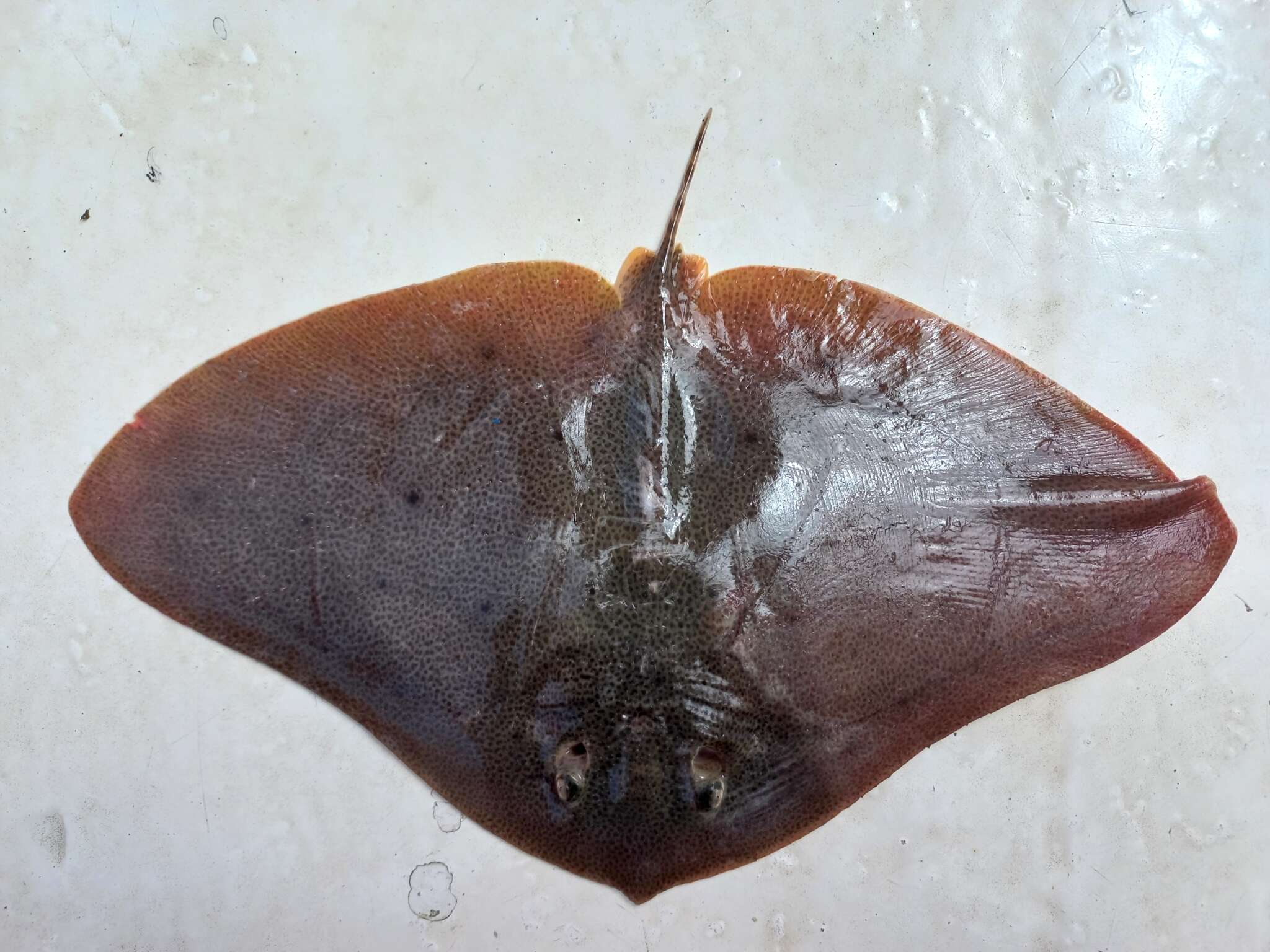 Image of Butterfly ray