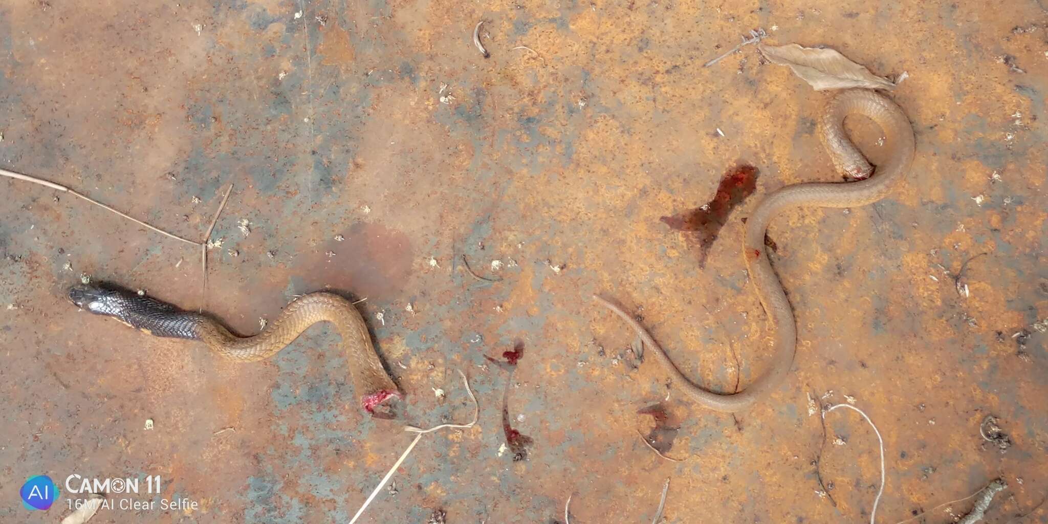 Image of Egyptian Cobra