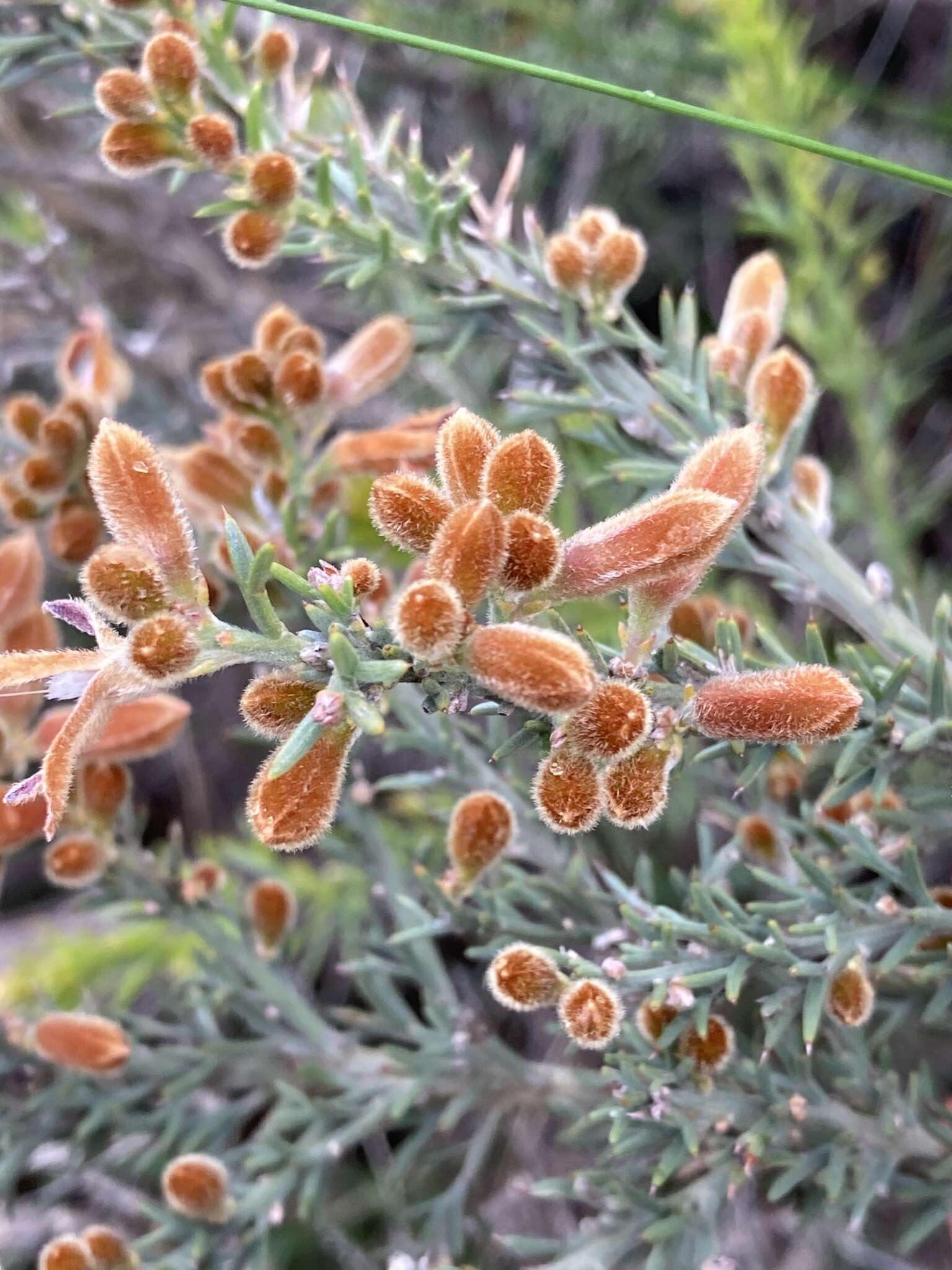 Слика од Jacksonia hakeoides Meissner