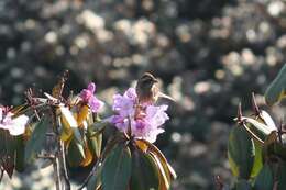 Image of Pink-browed Rosefinch