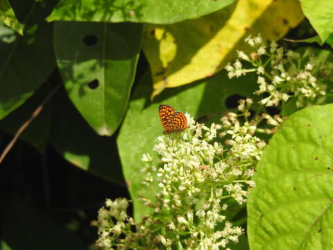 Antillea pelops Drury 1773 resmi