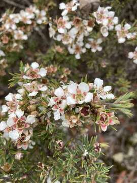 Image of Leptospermum arachnoides Gaertner