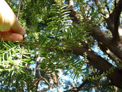 Image of Black Pine