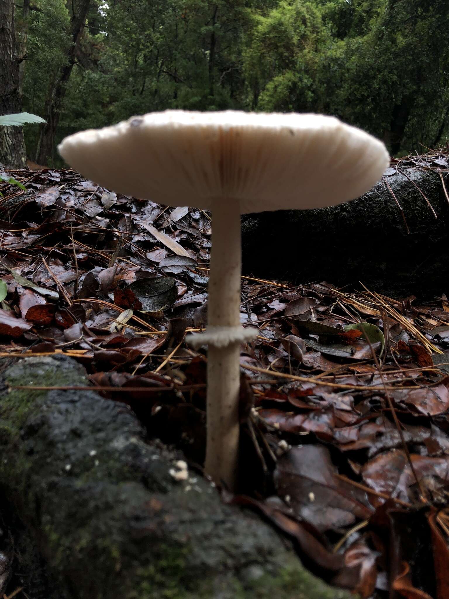 Macrolepiota bonaerensis (Speg.) Singer 1951 resmi