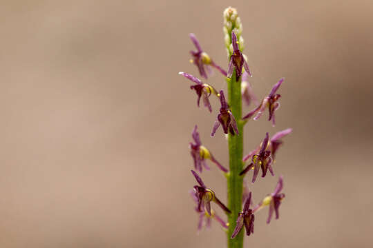 Image of Cochise adder's-mouth orchid