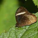 Imagem de Corderopedaliodes corderoi Dognin 1893