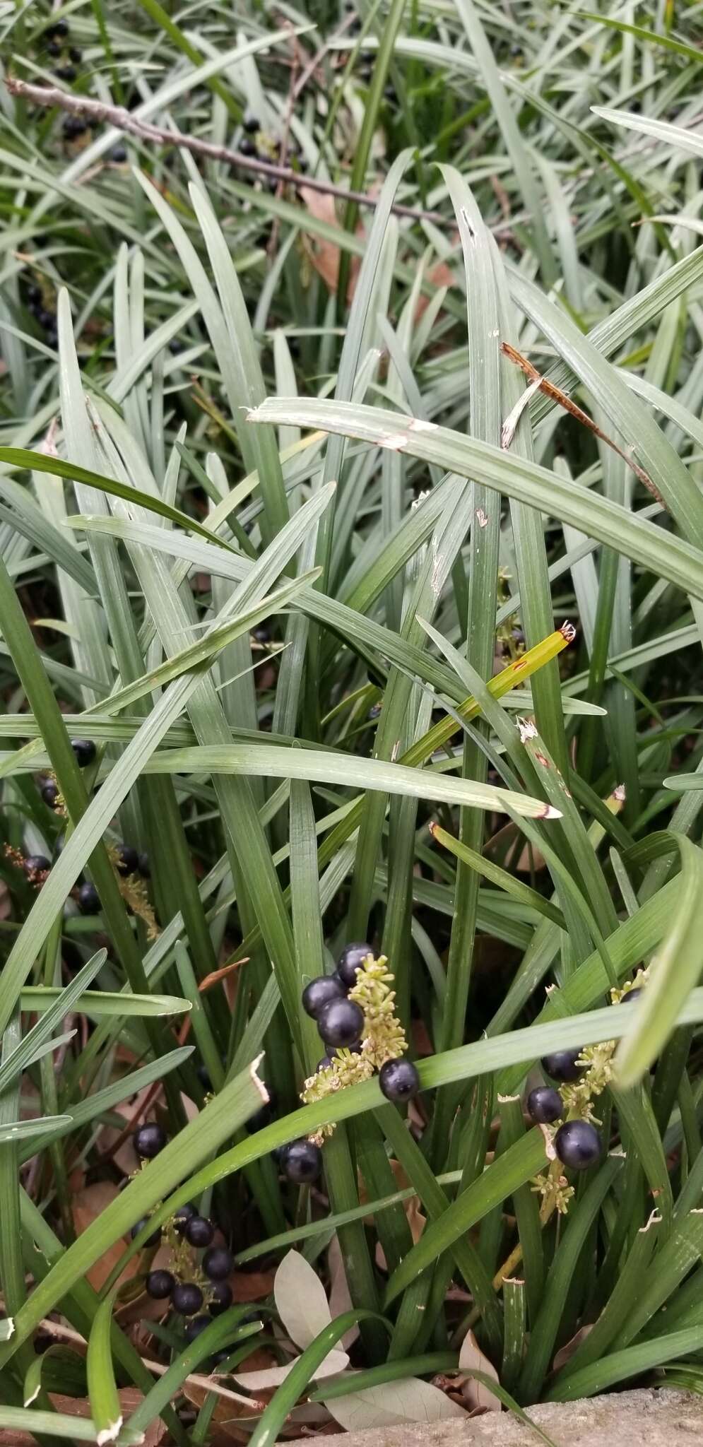 Image of Big blue lilyturf'