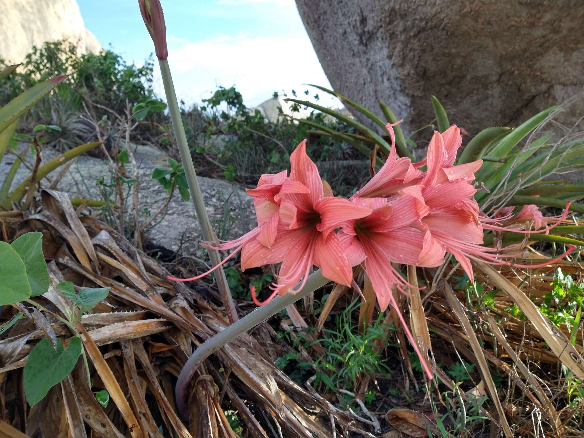 Слика од Hippeastrum stylosum Herb.