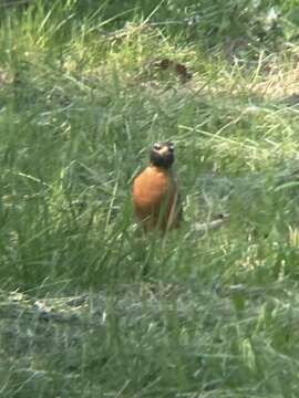 Turdus migratorius propinquus Ridgway 1877 resmi