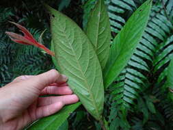 Image of Symplocos cochinchinensis subsp. cochinchinensis