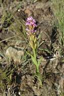 Image of Disa stachyoides Rchb. fil.