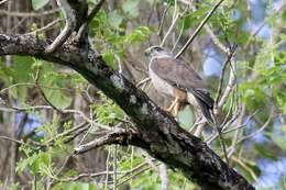 Слика од Buteo ridgwayi (Cory 1883)