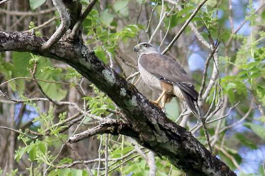 Слика од Buteo ridgwayi (Cory 1883)