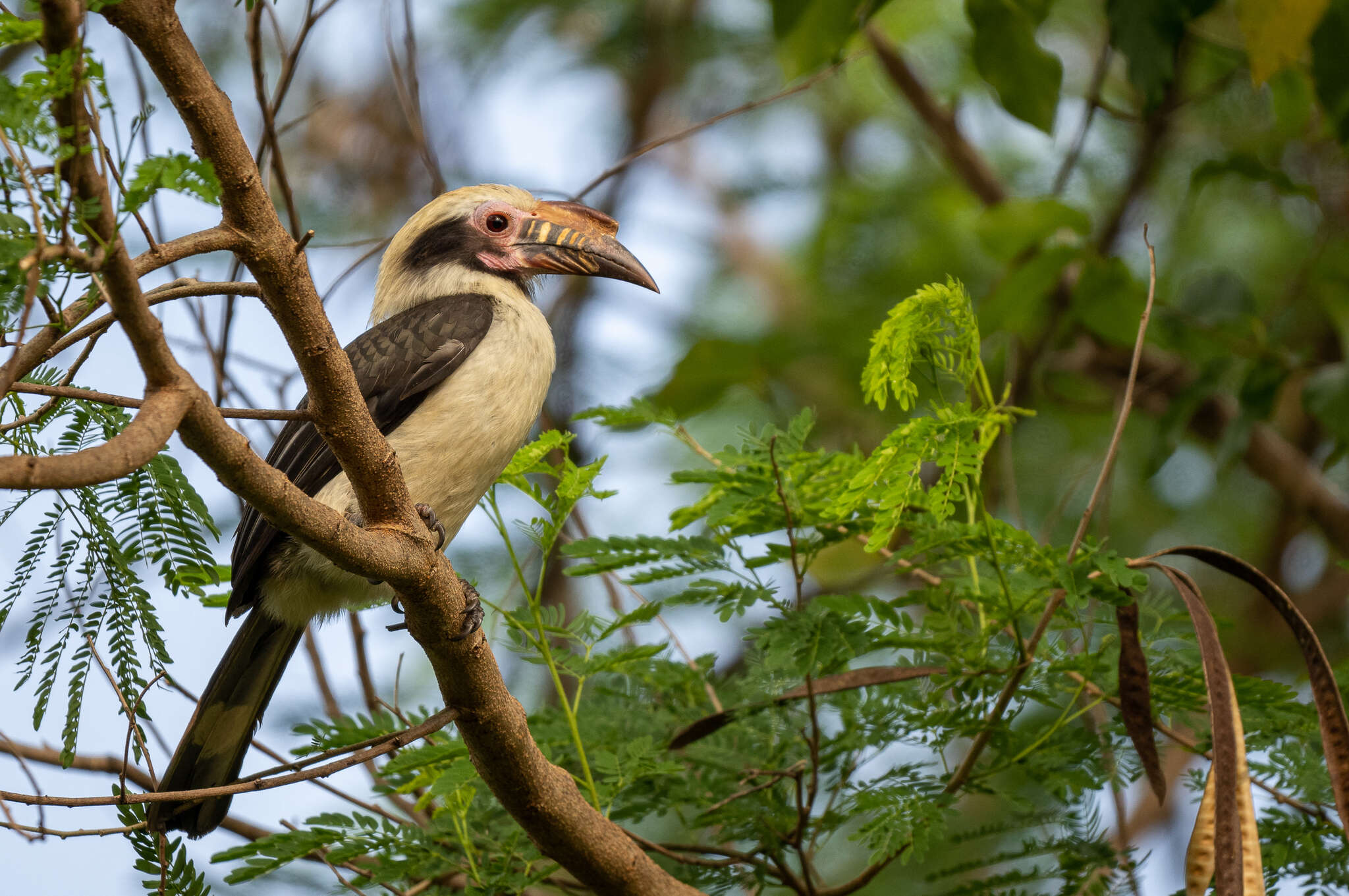 Image of Luzon Hornbill