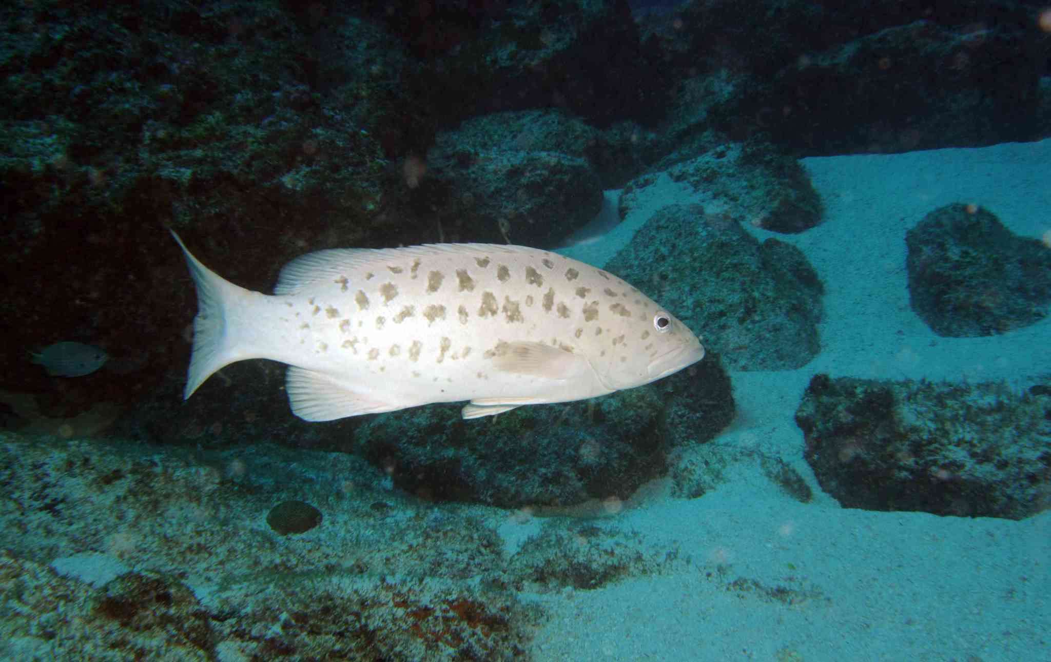 Image of Comb Grouper