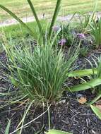 Tulbaghia violacea Harv. resmi