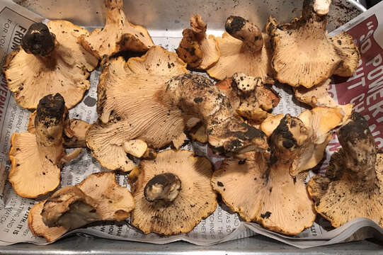 Image of Cantharellus californicus D. Arora & Dunham 2008