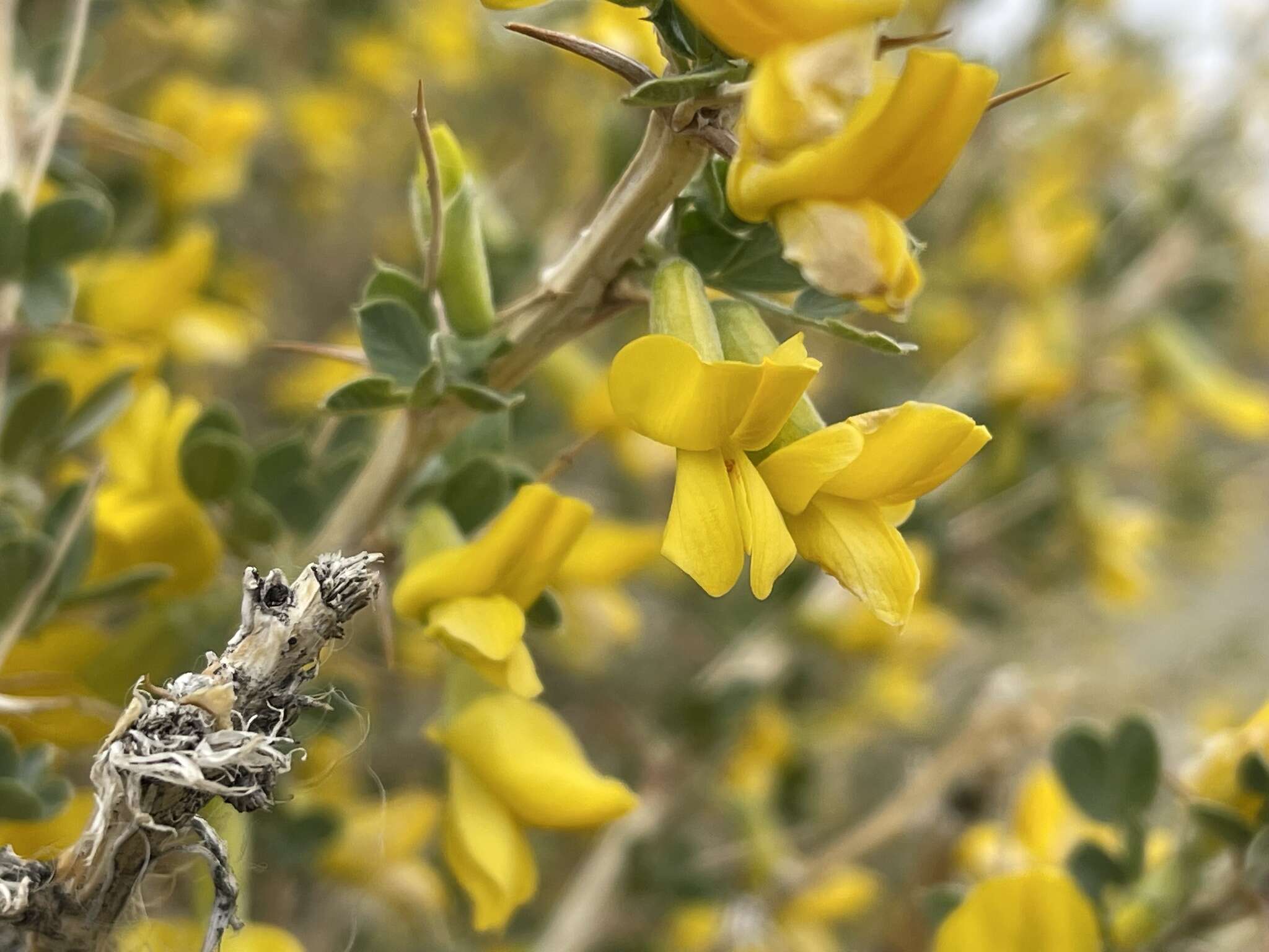 Image of Caragana leucophloea Pojark.