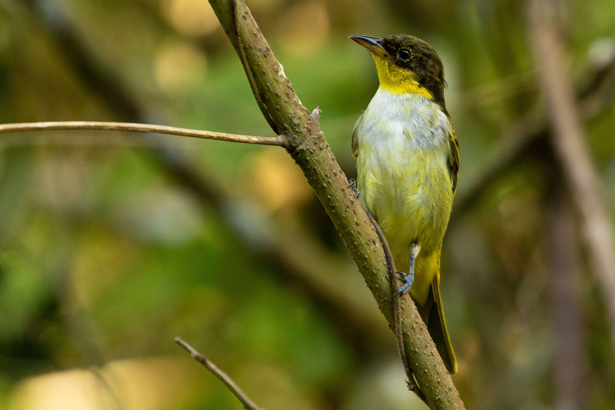 Image of Yellow-backed Tanager