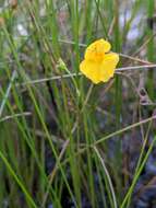 Image of Dwarf Bladderwort