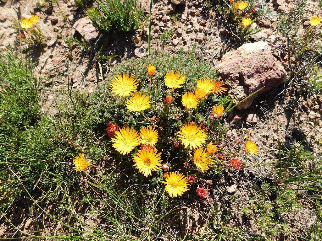 Imagem de Drosanthemum flavum (Haw.) Schwant.