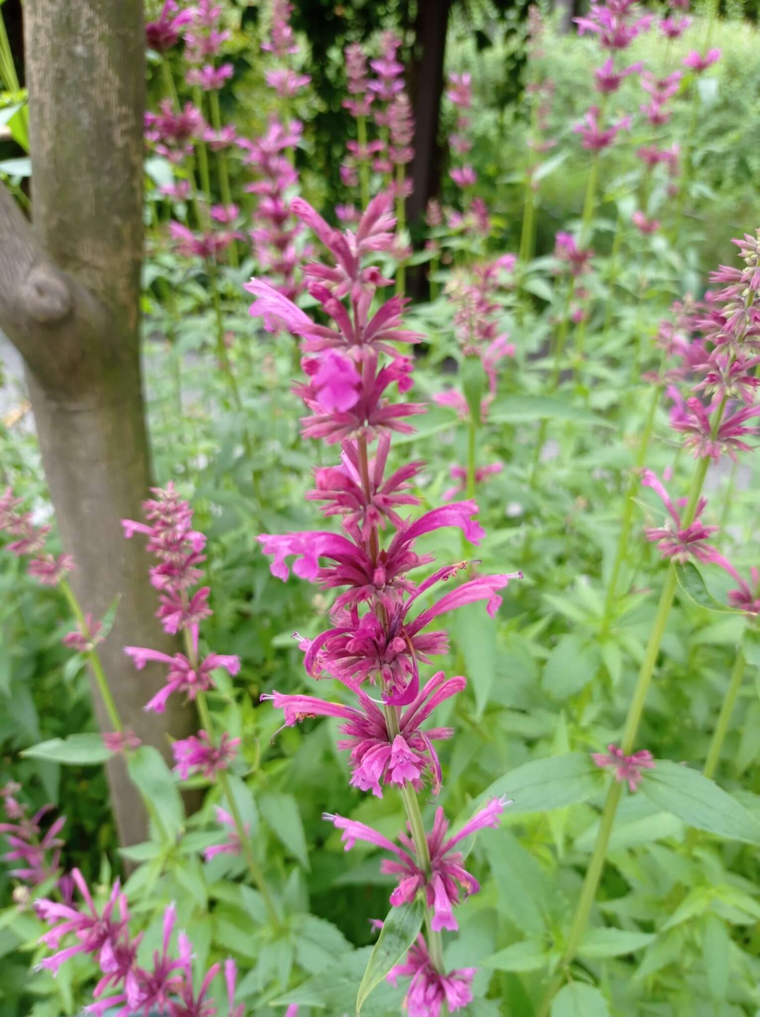 Image of Mexican giant hyssop