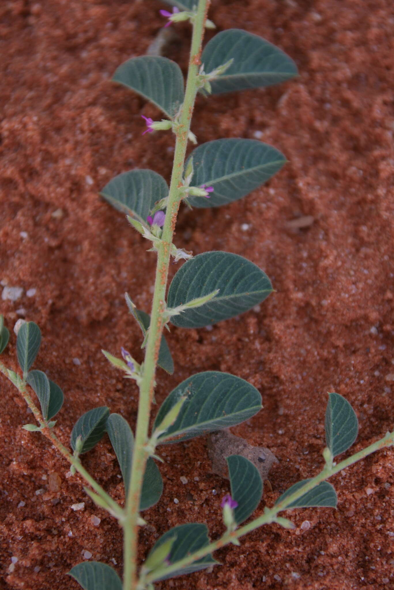 Image of Requienia sphaerosperma DC.