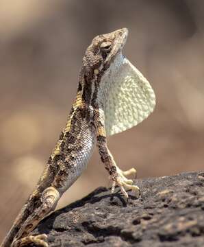 Image of Sitana laticeps Deepak & Giri 2016