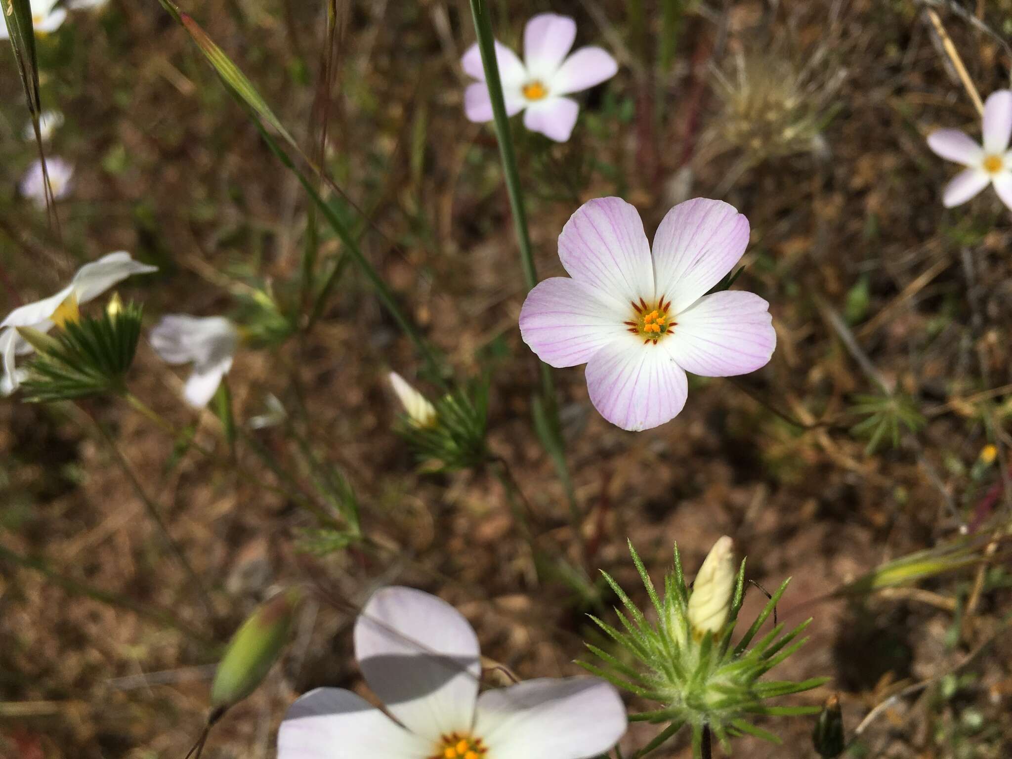 Image of largeflower linanthus